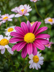 Obraz premium Stunning close up view of a vibrant pink daisy and other white daisies in bloom