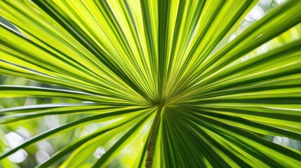 Vibrant green palm leaf close up radiating lines tropical texture