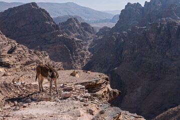 Donkey or mule b y the rocky gorges at the mountain top above Petra close to Ad Deir