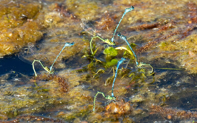 Male and female Azure damsel flies. Mating dance.