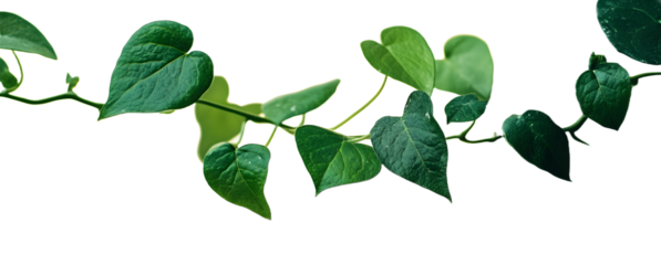 Green vine and leaves, stretching elegantly. This climbing plant thrives in nature.