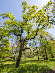 Landscape of Borisova gradina in city of Sofia, Bulgaria