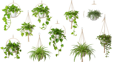 Fototapeta premium Collection of hanging plants in pots isolated on transparent background