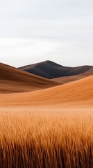 Golden Prairie Landscape at Sunset