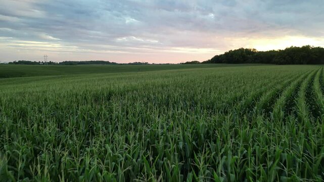 A slice of Iowa that is just like the field of dreams.  This romantic summer sunset makes you almost feel like you are part of a movie. 