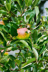 apple on tree