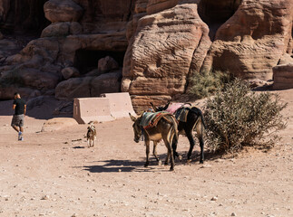 Donkeys for riding and tourists explore the ruins of Petra walking down the main street