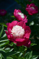 ビロードクイーン　シャクヤク