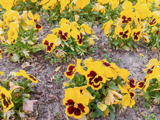 A close-up of yellow pansy flowers, some with dark red centers, growing in a garden setting.