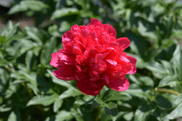 メニーハッピーリターンズ　シャクヤク