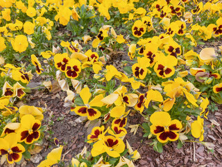 A close-up of yellow pansy flowers, some with dark red centers, growing in a garden setting.