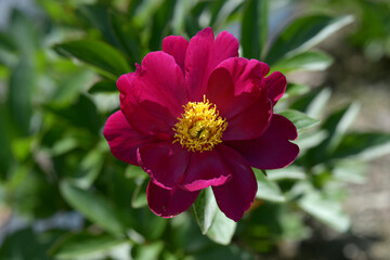 燕脂紅　シャクヤク