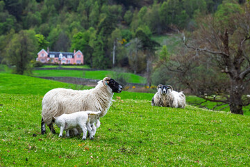 Sheep, West Highlands Farms, Scotland, UK