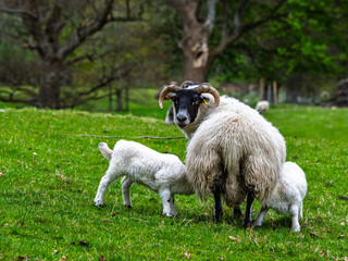 Fototapeta premium Sheep, West Highlands Farms, Scotland, UK
