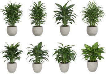 Potted plants collection isolated