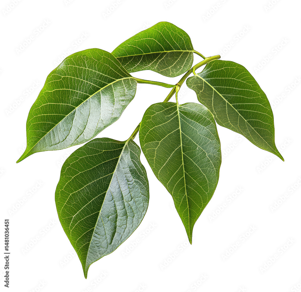 Poster a close-up of a green leaf branch isolated on a transparent background the leaves are bright green a