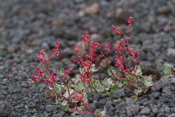 Ätna-Ampfer (Rumex aetnensis)