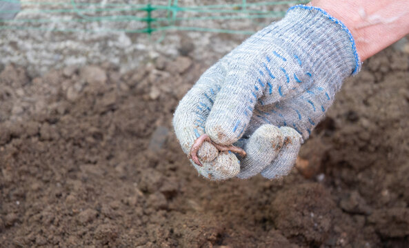Gardener wearing gloves is holding handful of earthworms, essential for composting and improving soil health, promoting natural and sustainable approach to gardening,