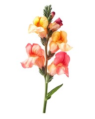 A single red-yellow snapdragon flower isolated on a white background, adding vibrant contrast to the space