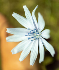 Delicate Pale Blue Wildflower Bloom