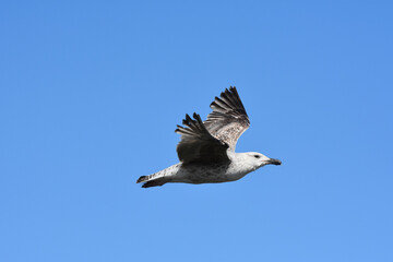 Mouette en vol, Corniche vendéenne, Les 5 pineaux, vendée, France