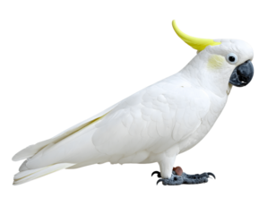 White Cockatoo Bird with Yellow Crest on Transparent Background