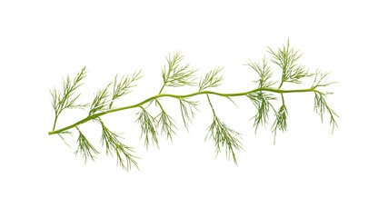 Naklejka premium Lush Green Sprig of Dill, Isolated on Transparent Background
