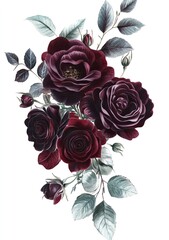 Dark maroon roses with leaves and buds in a bouquet arrangement.  Detailed illustration of  floral design
