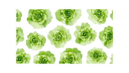 Seamless Pattern of Fresh Green Cabbage Heads on Transparent Background