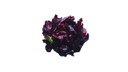 Single Red Leaf Lettuce, Dark Background