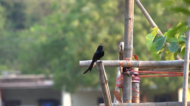 The black drongo bird in urban environment