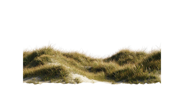Panoramic View of Rolling Sand Dunes with Beach Grass