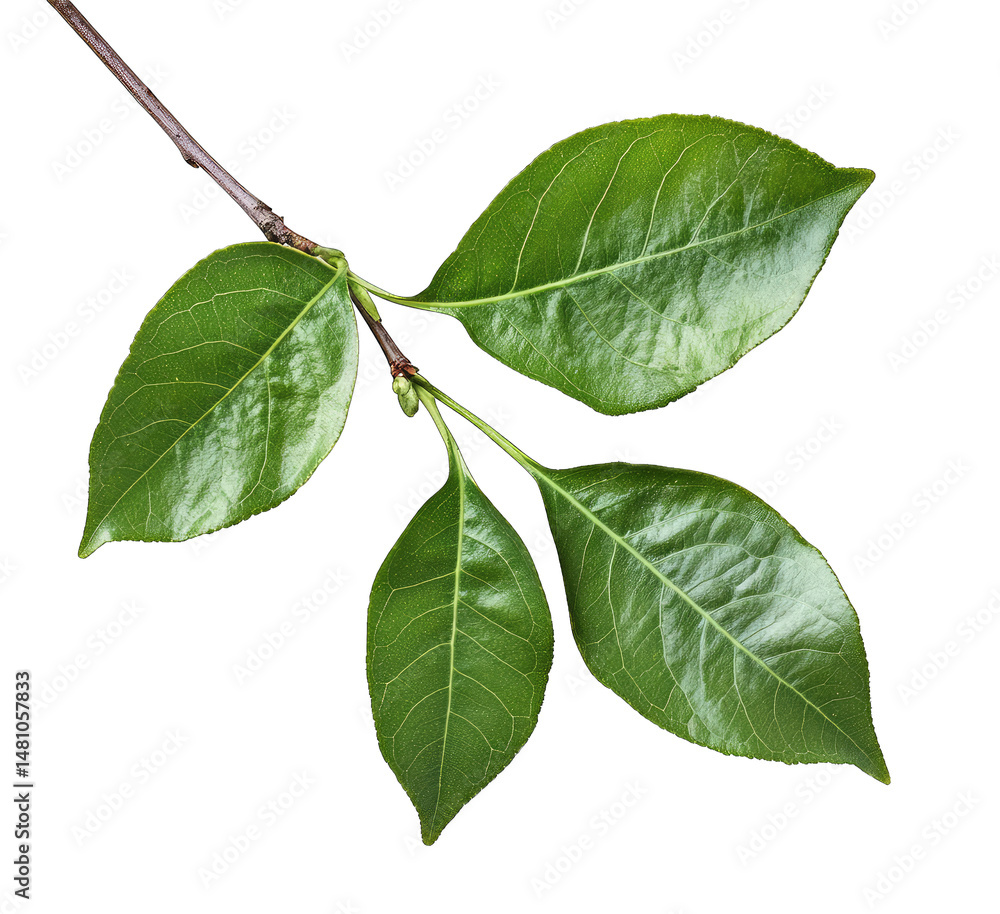 Poster a close-up of a branch with four green leaves against a transparent background the leaves are oval-s