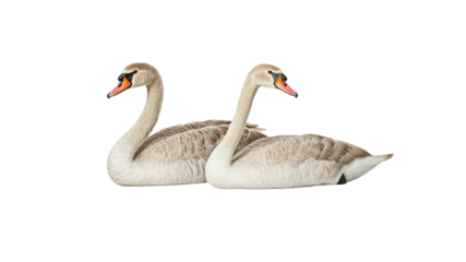 Two Young Swans Side by Side on White Background