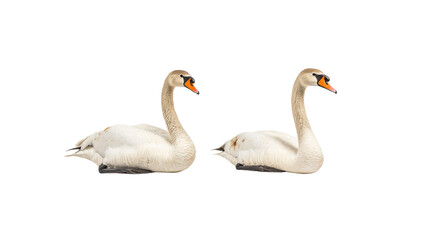 Obraz premium Two Elegant Swans Side by Side on Transparent Background