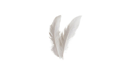 Obraz premium Two Delicate White Feathers Isolated on Transparent Background