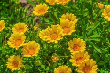 光を浴びて輝く満開のガザニアの花