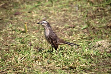 Fototapeta premium ave - sabiá do campo - mimus