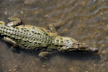 Wild crocodiles on the Tarcoles River, in Costa Rica