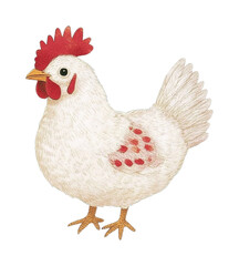 Fototapeta premium Illustrated white hen with red comb and feathers, cut out - stock png.