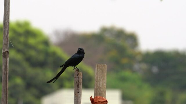 The black drongo bird in urban environment