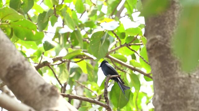 The black drongo bird in urban environment