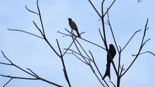 The black drongo bird in urban environment