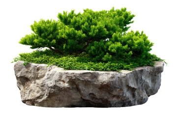 Japanese Rock Garden Plant: A meticulously crafted Japanese rock garden with verdant plant life flourishing atop rugged stone and presenting the harmony of nature and artistry