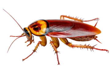 Cockroach Up-Close: Detailed, high-resolution image of a cockroach showcases its intricate anatomy.