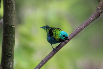 Fototapeta premium ave saíra sete cores - Tangara seledon