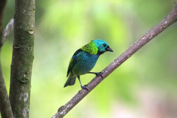 ave saíra sete cores - Tangara seledon
