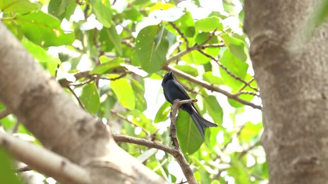 The black drongo bird in urban environment