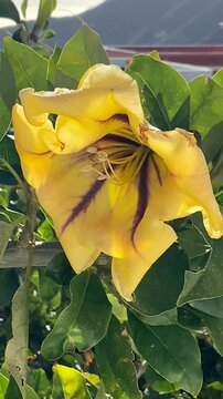 Yellow Cup Of Gold Vine or Solandra maxima flower in the tropical garden of Tenerife, Canary Islands,Spain. Blooming Golden Chalice Vine plant close up, vertical video
