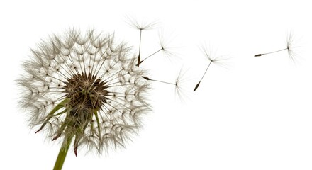 Close up of a dandelion with seeds blowing away on a white background